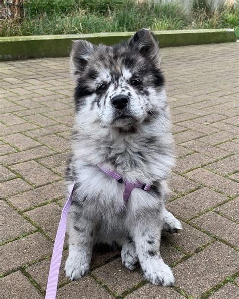 Pin by Dog Breeds on Chow Chow Quiet dog breeds, Dog breeds, Popular