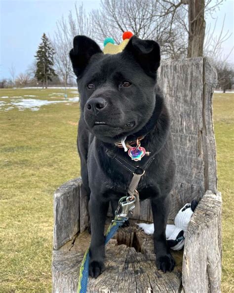 Beau our puppy Lab Chow Mix Puppies, Pets, Labrador retriever