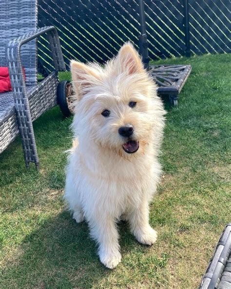 Chow Chow Poodle Mix Guide! (Chow Doodle, Chow Poodle, Chowpoo, Poochow