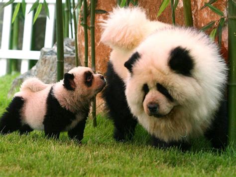 Chow Chow Panda: A Unique And Relaxed Breed Of Dog