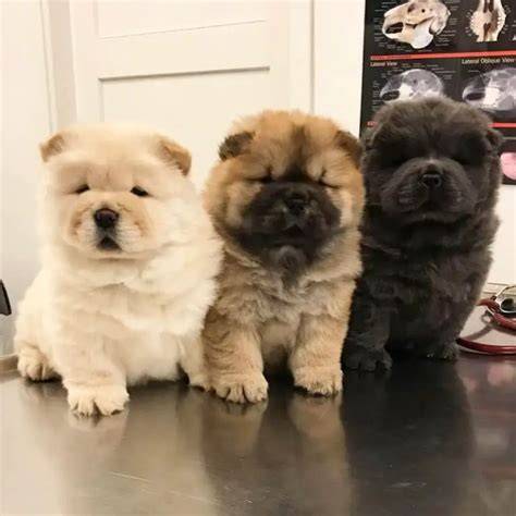 These Dog Breeds Always Have Unbelievably Cute Puppies