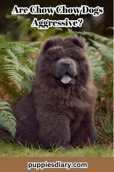 Chow Chow Puppy Aggressive