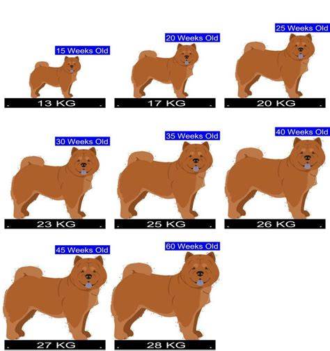 Chow Chow Puppy Growth Chart