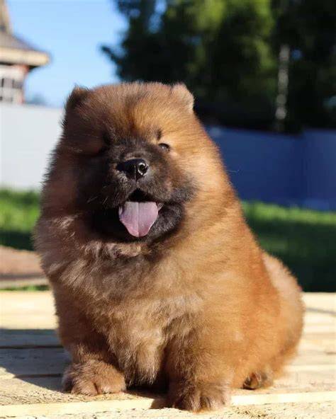 Chow Chow Puppy Mini