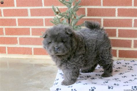 Chow Chow Puppy Seattle
