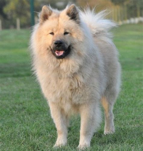 handsomedogs — simba is a 10 year old chow/samoyed mix and is one...