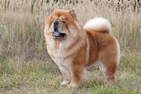 Here Are 12 Hilarious Reasons To Never Trust A Chow Chow