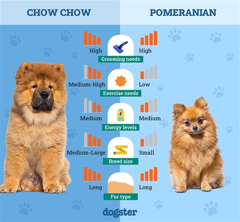 Science Confirms For Chow Chows Their Humans Are Their Parents