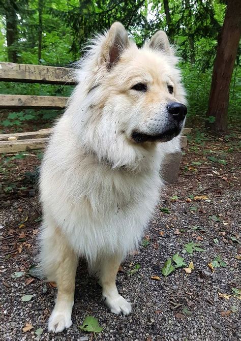 Chow Chow Y Husky Siberiano: The Unique And Beautiful Mix Breed