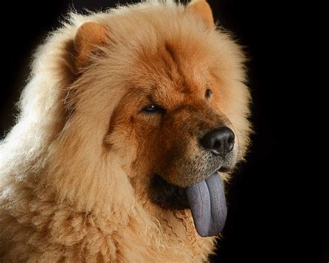 Chow Dog Breed Tongue: An Interesting Trait That Sets Them Apart