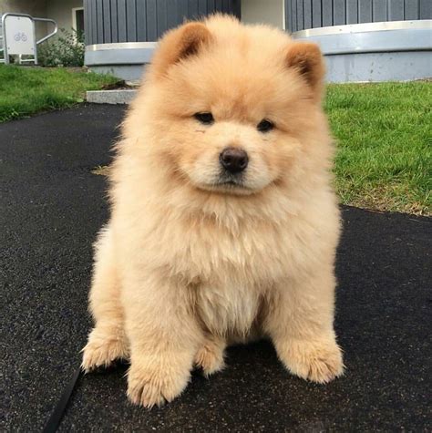 The 20 Cutest Photos of Chow Chow Dogs