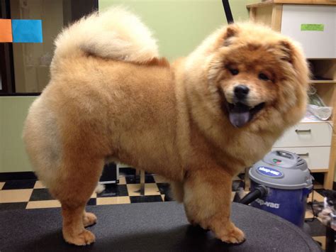 Chow Grooming Pictures: A Guide To Keeping Your Chow Chow Looking Their
Best