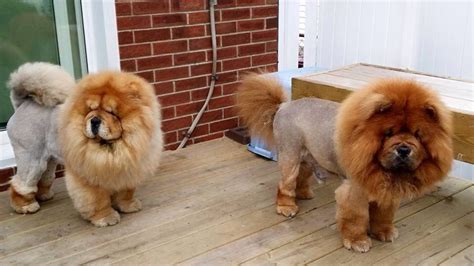 Cutest Lion Cut Dog Photos on the We Love Doodles