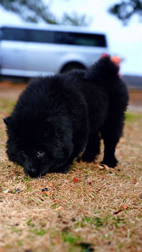 Dog for adoption Milo, a Chow Chow Mix in Houston, TX Petfinder