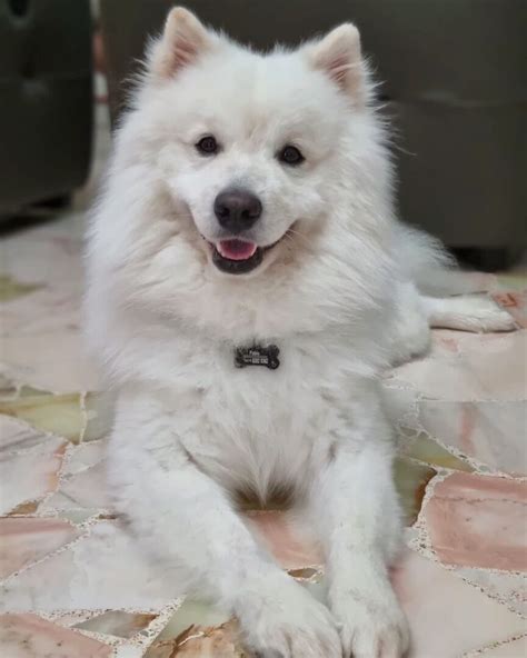 Mixed Chowchow and japanese spitz "Mushy" Cute little ones