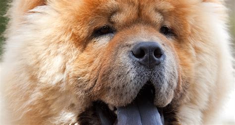 15 Photos That Prove That Chow CHow Are The Worst Dogs On Earth