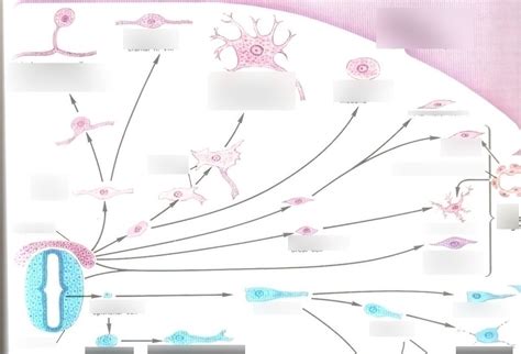 Chp 16 Flashcards | Quizlet