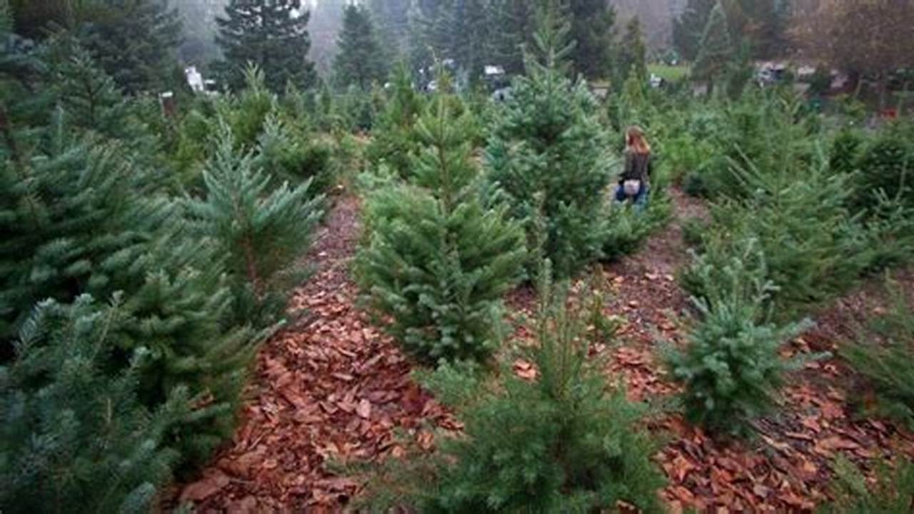 Christmas Tree Disease 2024