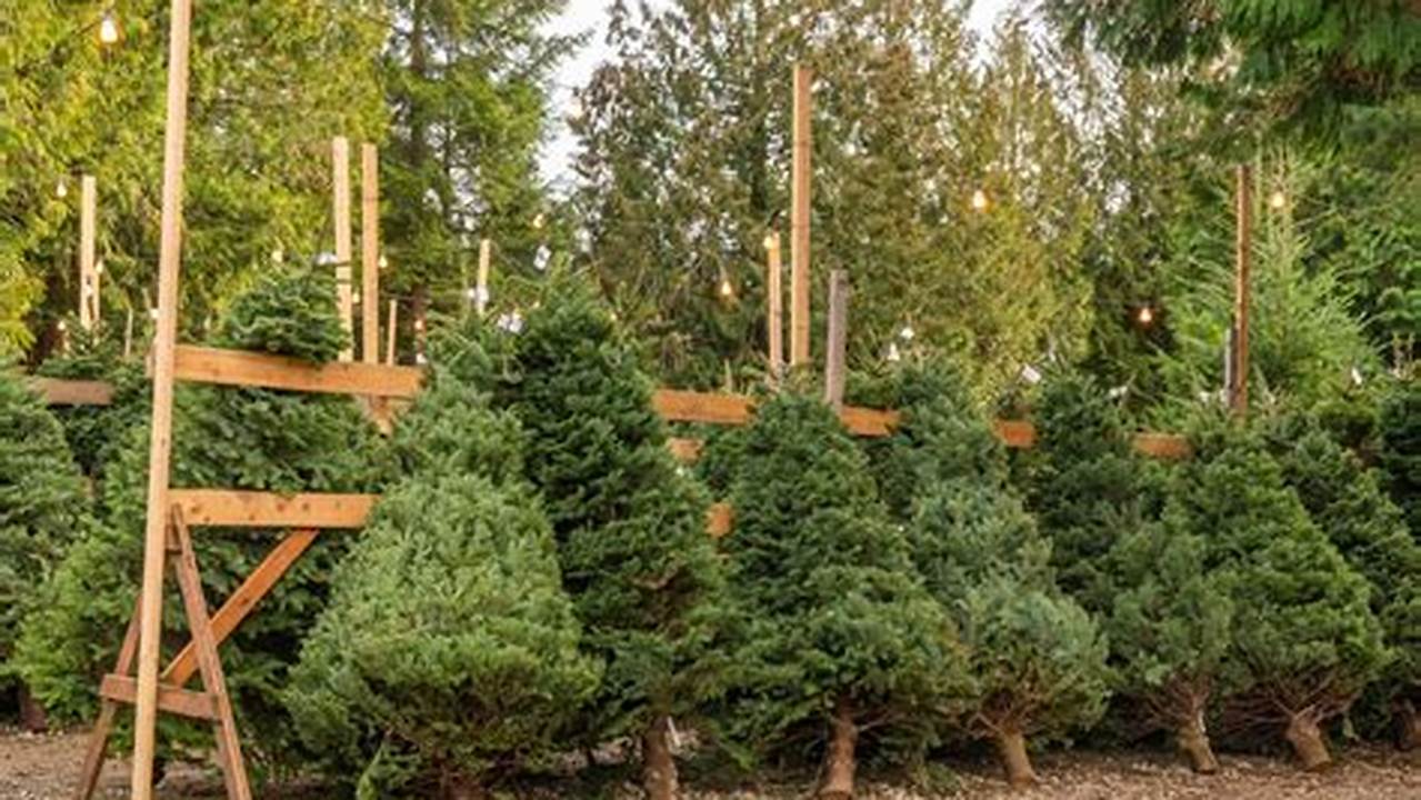Christmas Tree Prices 2025