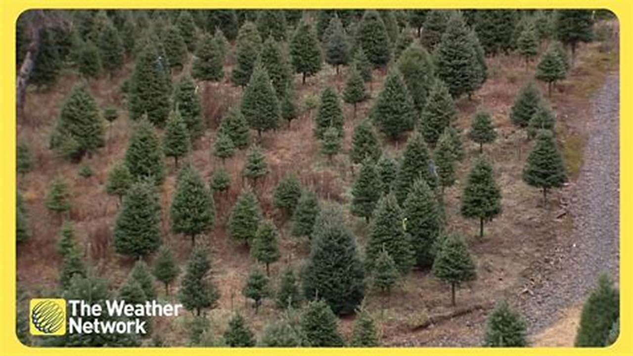 Christmas Tree Shortage 2024