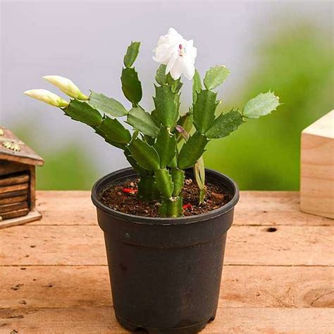 Christmas Cactus Air Purifier: The Ultimate Guide For Clean And Fresh Air