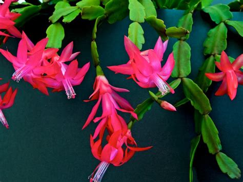 Christmas Cactus Flower
