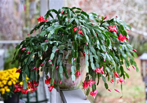 Christmas Cactus Photos