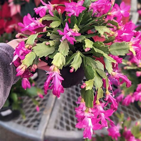 Christmas Cactus Pink