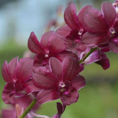 Christmas Dendrobium