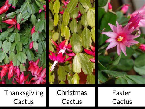 Christmas Easter Cactus