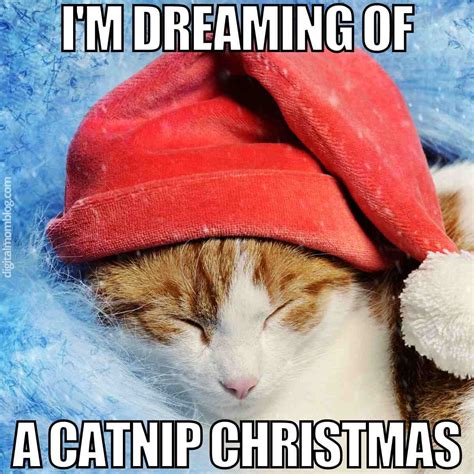 Christmas Meme With White Cat