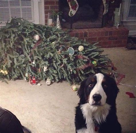 Christmas Tree Fainted
