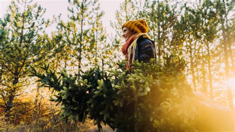 Christmas Tree Farm Denver