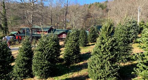 Christmas Tree Farm Greenville Sc