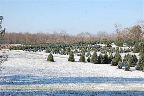 Christmas Tree Farm Lexington Ky