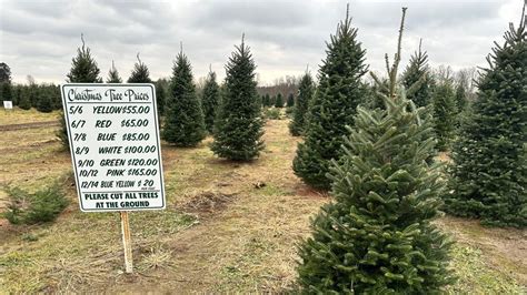 Christmas Tree Shortage