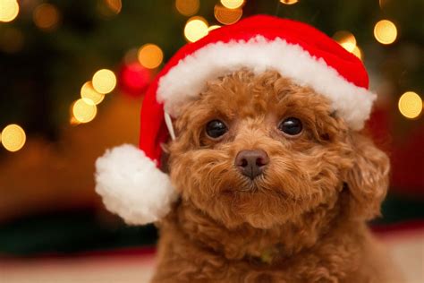 Christmas Wallpapers With Dogs