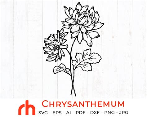 63+ Chrysanthemum Flower SVG, Chrysanthemum Png , Flor, Pintado À Mão Imagem Png E Psd Para Download. Chrysanthemum Illustrated In Outline Style. Flower Hand Drawn