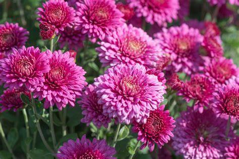 Chrysanthemums