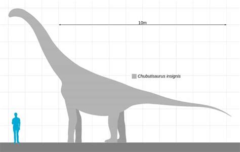Chubutisaurus Size Comparison
