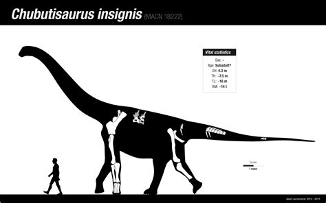 Chubutisaurus Skeleton