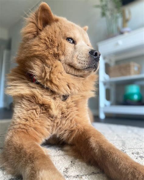 Chusky Information Center The Chow Chow Husky Mix Breed Guide