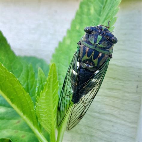 Cicada Fly Patterns