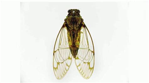 Cicada In Tagalog