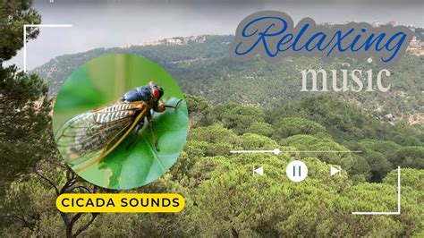 Cicada Songs