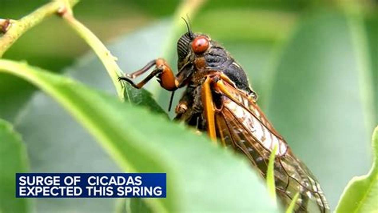 Cicadas 2024 Chicago