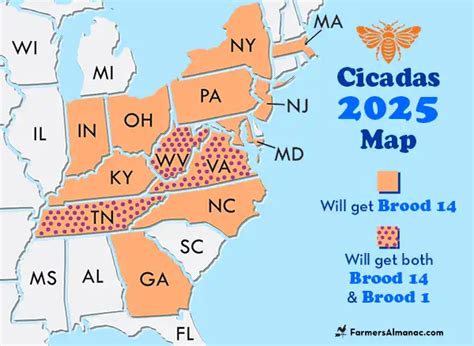 Brood X Cicada Emergence News National Centers for Environmental