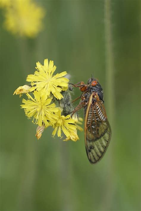 Cicadas and Flowers