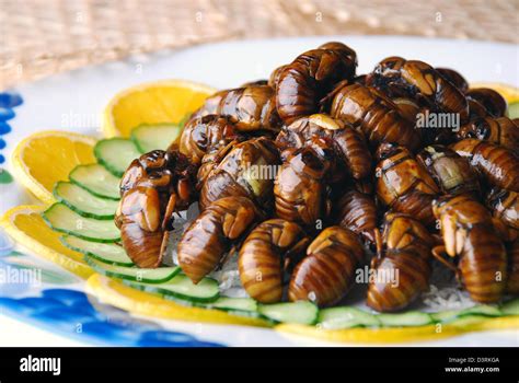 Cicadas as Food
