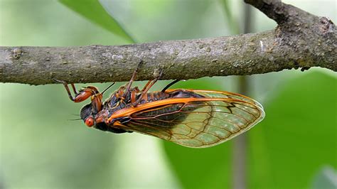 Cicadas laying eggs